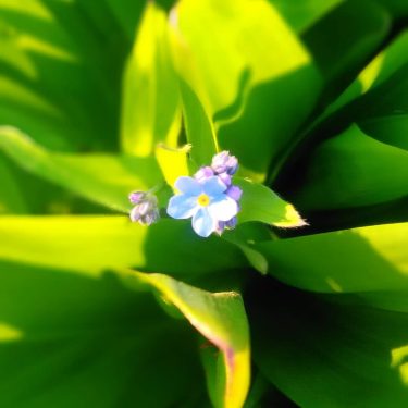 #꽃 #자연 #봄 #봄봄봄 #봄봄 #색상 #도 #may #flowers #travel #nature #colorflowers #color #nikon&hellip;