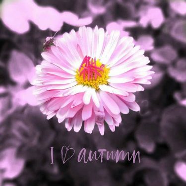 #pink #pinkflowers #flower #flowerstagram #pinkcolor #pinknature #nature_lovers #flower_pinks #love #spring #springtime #springday #꽃 #핑크…