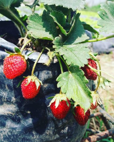 #berries #strawberry #sweet #sour #fruit #fruitphotography #travelphotography #travelawesome #travel #photography #photographylovers #photographyislife #photooftheday #hobby&hellip;