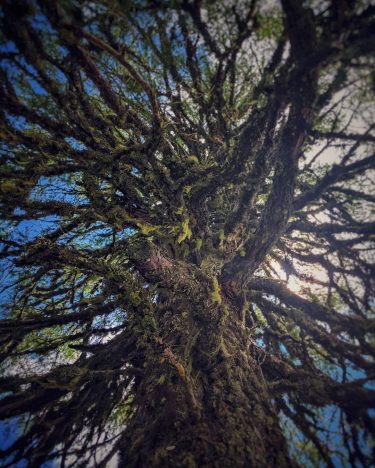 Rosenkofel in Kärnten, Austria angle shot of an old bare tree on top of&hellip;