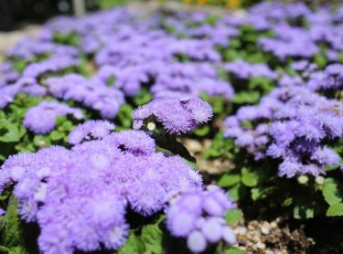 紫が1番好き なんていう花なんかな????？ . #写真好きな人と繋がりたい #写真撮ってる人と繋がりたい #ファインダー越しの私の世界 #カメラ女子 #関西 #個人 #相互 #CANON #EOS #Kissx8i&hellip;