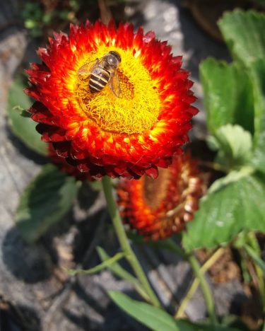 Since I started practicing photography, this is my favorite #photo ever. #nofilter #flower #bee&hellip;