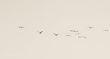 #puertovallarta #jalisco #mexico #travelnayarit #natgeotravel #loves_madeinmexico #misviajespormexico #travelmexico #playasdemexico #caminandomexico #explorandomexico #seascape #seabird #secturmx&hellip;