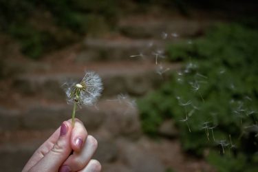 Dandelion flys around the globe #travelblogger  #travelphotography  #travel  #travelling #trip #explore  #europe  #arroundtheworld #wanderlust …
