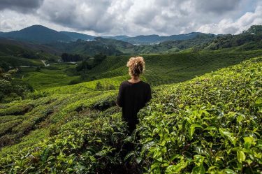 •Cameron Highlands, May’18• In the middle of the the leaves