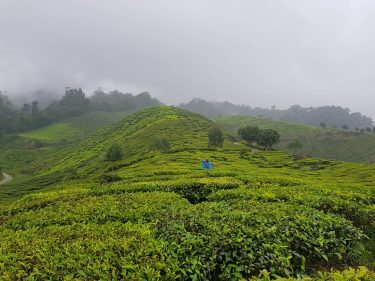 #climaperfecto #rain #vegetacion #plantacionesdeté #malasia #hermosolugar #conociendomundo #viajandoando #bnesimppl #worldtraveler amazing place