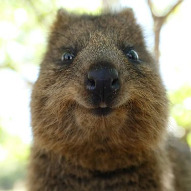Don’t worry, be happy #quokka #quokkaselfie #cutenessoverload #smile #happiestanimal #happy #noworries #rottnestisland #love #wildlife…