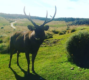 Is this Rudolph? Lost at Horton Plains? . . . #traveldiaries #travel #iamtb #visitsrilanka…