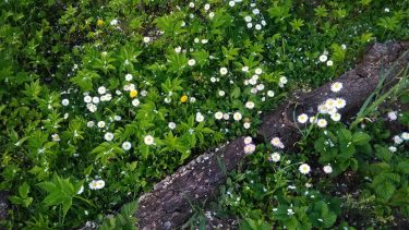 #봄 #봄봄봄 #봄봄 #꽃 #자연 #색상 #도 #may #flowers #travel #nature #colorflowers #color #nikon&hellip;