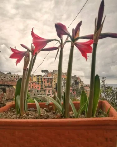 The most authentic village in Cinque terre they say. And I found the authentic…