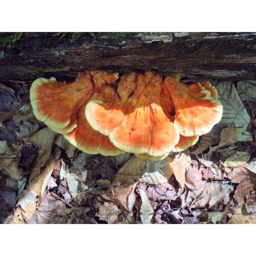 I’m a pro. Chicken of the woods. I even called it before consulting with…