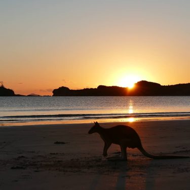 #capehillsborough #kangaroo #wallaby #nofilterneeded #beach #sunrise #redsun #wildlife #wildlifephotography #bestshot #travel #travelphotography #roadtrip #australia…