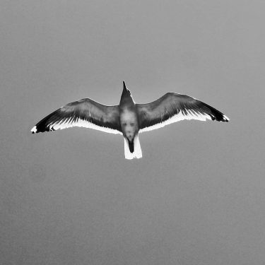 It looks like this seagull is not the only one looking down on me…