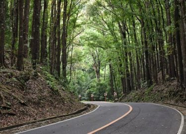 Into the Woods #philippines #bohol #forest #필리핀 #풍경 #자연