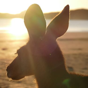 Wish you a sunny day ️ #sunrise #kangaroo #bestview #australiananimals #australia #beach #sea #sunkissed&hellip;