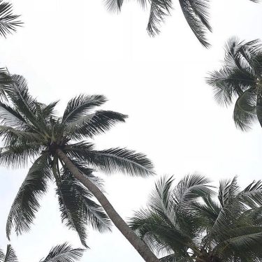 I can’t wait to lie down under these palm trees again.️ With the sun…