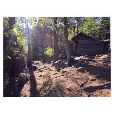 Wild Wild Woods