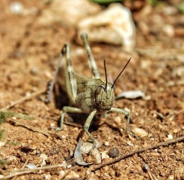 Big Bopper The Grasshopper #xabia #spain #grasshopper #yorangutan