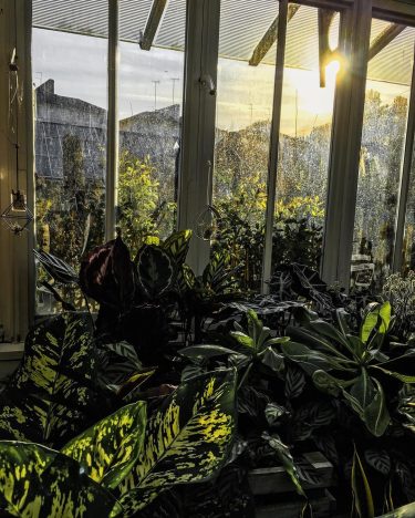Clifton Nurseries in Little Venice ???? • The second post dedicated to the horticulturalist’s…