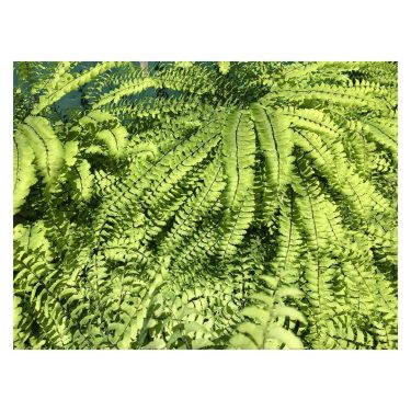 Does anyone know what kind of fern this is?