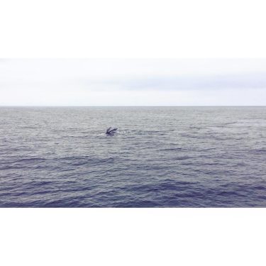 I sea you