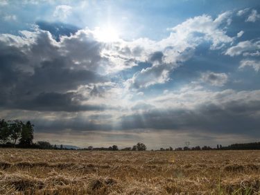 early morning in the fields Campolonghetto #naturalhairdaily #agricoltura #agriculture #landscape_hunter #landscape_lovers #landscapecaptures  #landscapestyles_gf #sunset&hellip;