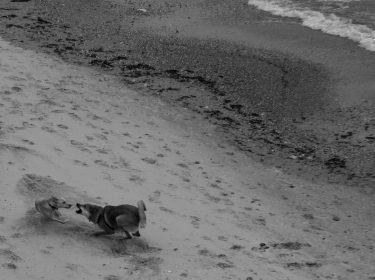 #tea_journals #bnesimppl #dogs #dog #dogsofinstagram #pets #bnw_dogs #streetworld #streetdog #bnw_rose #fa_bnw #ig_dog #lif_is_street #vivianmarie…