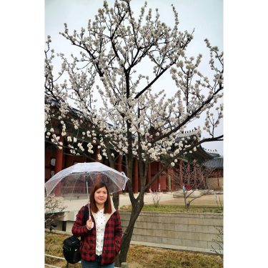 I remember the day. Flowers bloomed so sweet. Wind blew softly. White petals fell…