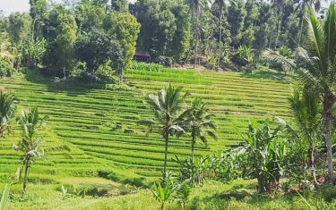 Rice paddies, Bali #travelife #travelblogger #travel #traveling #travelingram #mochilerosviajeros #viajeros #viajand #trip #viajar #viatges…