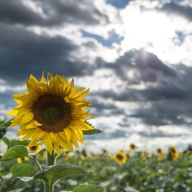 sunflower fields #naturalhairdaily #agricoltura #agriculture #landscape_hunter #landscape_lovers #landscapecaptures  #landscapestyles_gf #sunset #travelgram #instatravel #tourist #travelphoto…