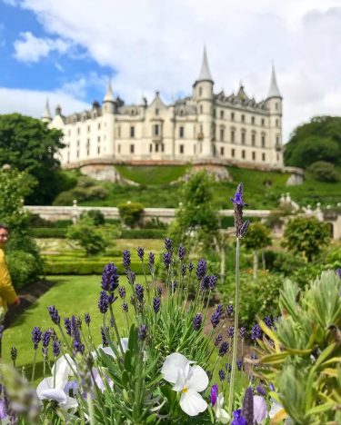 Lavender in bloom at Dunrobin Castle, beautiful way to spend our second last day…