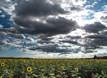 sunflower fields #naturalhairdaily #agricoltura #agriculture #landscape_hunter #landscape_lovers #landscapecaptures  #landscapestyles_gf #sunset #travelgram #instatravel #tourist #travelphoto…
