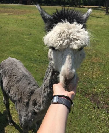Serengeti Park, Niemcy???????? #serengetipark #serengetiparkhodenhagen #hodenhagen #germany #alpaca #2018 #thebestplaceintheworld #holidays #trip #triplovers #travelers&hellip;