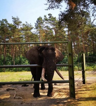 Serengeti Park, Niemcy???????? #serengetipark #serengetiparkhodenhagen #hodenhagen #germany #2018 #elephant #thebestplaceintheworld #holidays #trip #triplovers #travelers…