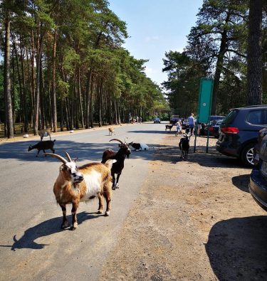 Serengeti Park, Niemcy???????? #serengetipark #serengetiparkhodenhagen #hodenhagen #germany #2018 #thebestplaceintheworld #holidays #trip #triplovers #travelers #lovetravel&hellip;