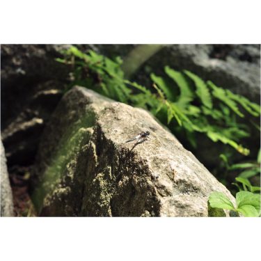 If you’ve got a dragonfly hanging around while canoeing or camping, it’s likely because…