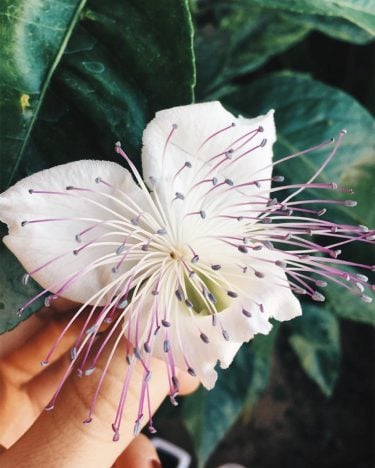 Il romanticismo a quattro anni e mezzo. Fiore di cappero