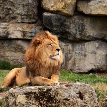 The #pairidaiza2018 #lion #lionphotography #kingofjungle #pairidaiza #jungleking #photography #nikond3400 #nikonphotography #wildlife #wildlifephotography #beautyofanimals #bnesimppl