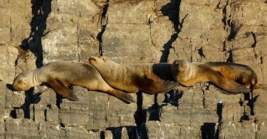 Leão-marinho-da-patagônia (Otaria flavescens). Um descanso nos raros dias de sol do inverno patagônico. #nature #bbcbrasil…