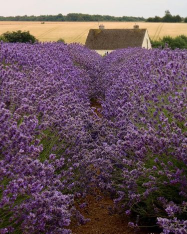 The unmistakable scent of lavender. Lavender Fields, Broadway . . . . . .…