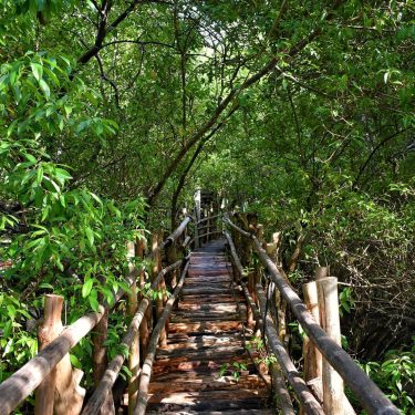 More Mangroves #siquijor #philippines #nikon #필리핀 #풍경 #자연