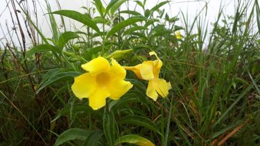 រឹងមាំ #khmer #flowers #nice #bnesimppl #cambodia #photography #happy #color #cute #nicepic #new #tree #yellow&hellip;