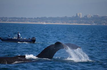 Safe our Ocean ️️ Wir suchen nach einer seriösen Organisation, die sich für den&hellip;