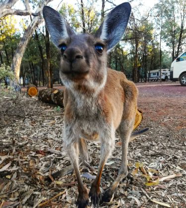 Evening visitor at our campsite ???? #kangaroo #flindersranges #nationalpark #goodnight #australia #perthtocairns #australiananimals #australianwildlife&hellip;