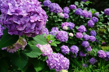 It’s booming good, thats what that is. #japan #japan_of_insta #japantrip #shibapark #hydrangea #summer #flowers…