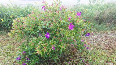 #khmer #flowers #purple #nice #khmer #photography #photographer y #bnesimppl #cambodia #morning #happy #color #cute…