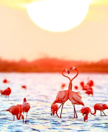 Have a sweet evening #repost @mexiqueauthentique #evening #evasion #flamingo #flamandrose #summer #yucatan #mexico #mexicolife…