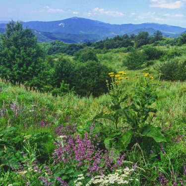 #nature_shooters #georgia???????? #Georgia #naturephotography #naturemorte #nature_seekers #nature_addict #naturegeography #nature_sultans #nature_perfection #natureshots #naturegram #nature #naturelovers…