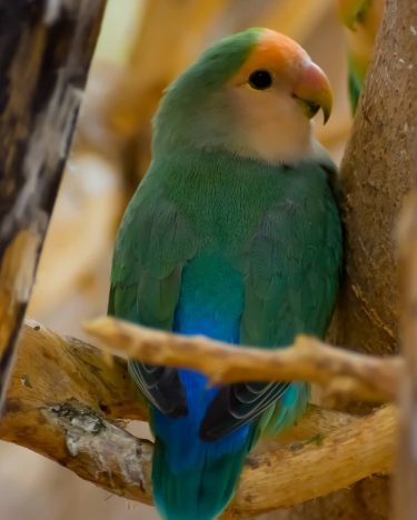 It’s no coincidence that both birds and angels have #budgerigar #budgerigars #budgerigarphotography #nikond3400 #nikonphotography…