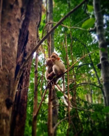 Sharing some secret #travel #traveller #travelltales #nature #naturelove #animal #monkey #photography #naturephotography #wildlife #wildlifephotography…